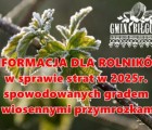Informacja dla rolników w sprawie strat w 2025r. spowodowanych gradem i wiosennymi przymrozkami.